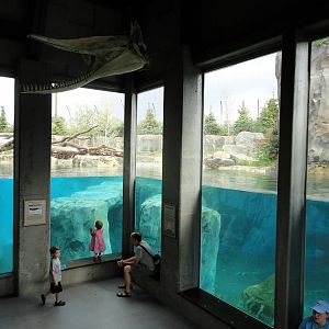 Rocky Shores - Main Underwater Viewing Area