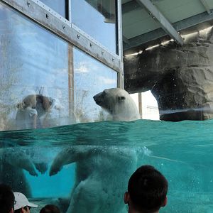 Rocky Shores - Polar Bear