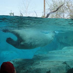 Rocky Shores - Polar Bear