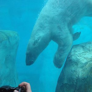 Rocky Shores - Polar Bear Underwater