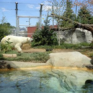 Rocky Shores - Polar Bear