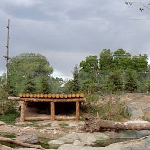 Rocky Shores - Grizzly Bear Exhibit