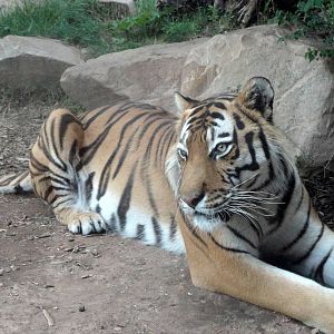 Asian Highlands - Amur Tiger
