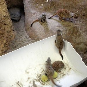 Baby Meerkats