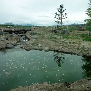Grizzly Bear Exhibit