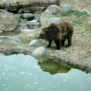 Grizzly Bear Exhibit