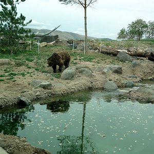Grizzly Bear Exhibit