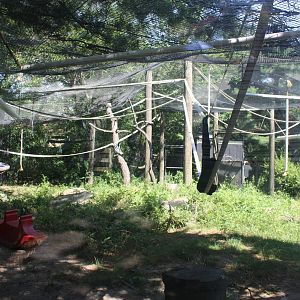Australasia- White-Cheeked Gibbon Exhibit