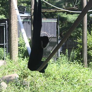 Australasia- Male White-Cheeked Gibbon