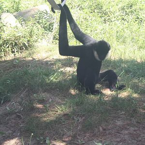 Australasia- White-Cheeked Gibbon