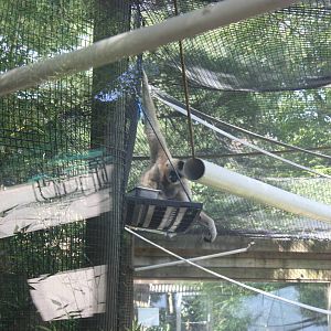 Australasia- Female White-Cheeked Gibbon