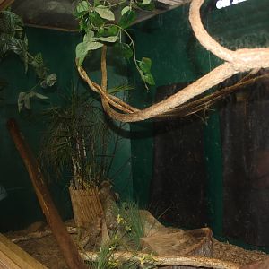 Australasia- Northern Tree Shrew Exhibit