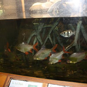 Australasia- Tinfoil Barb/Banded Archerfish Exhibit