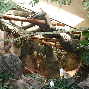 Australasia- Matschie's Tree Kangaroo Exhibit