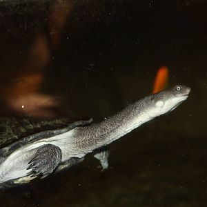 Australasia- Eastern-Long Necked Turtle