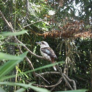 Australasia- Laughing Kookaburra