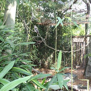 Australasia- Laughing Kookaburra Exhibit
