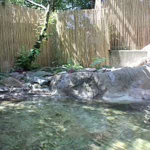 Australasia- Chinese Alligator Exhibit