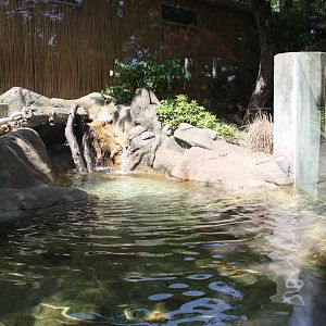 Australasia- Chinese Alligator Exhibit