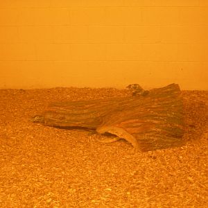 2 new Komodo Dragons