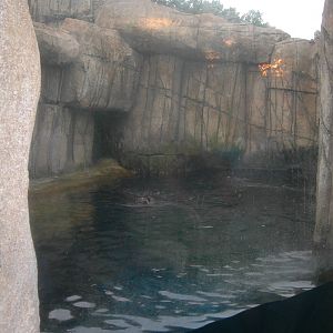 Sea otter Exhibit