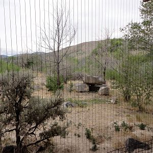 Coyote Exhibit