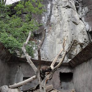 Porcupine Grotto