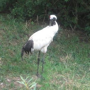 Jul. 2012-Red-crowned Crane