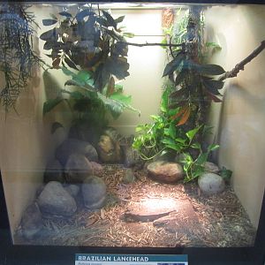 Jul. 2012-Brazilian Lancehead exhibit