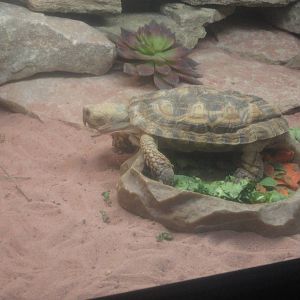 Jul. 2012-Pancake tortoise