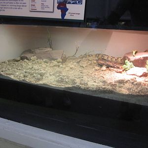 Jul. 2012-Puff Adder exhibit