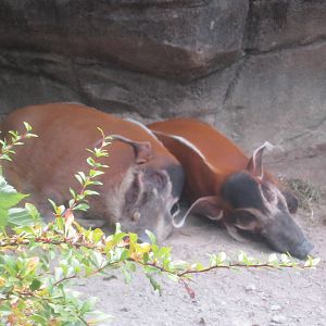 Jul. 2012-Red River Hogs