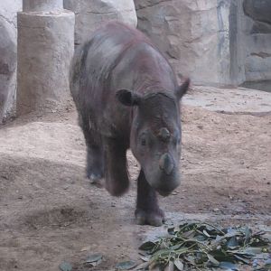 Jul. 2012-Emi back from the dead?