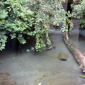 American Alligator Exhibit