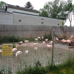 Chilean Flamingo Exhibit