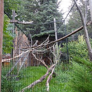 Golden Eagle Exhibit