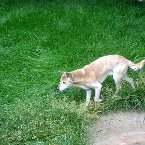 New Guinea Singing Dog