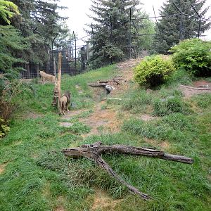 African Lion Exhibit