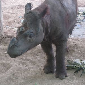 Jul. 2012-Suci, the Sumatran Rhinoceros