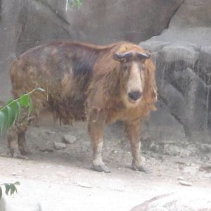 Jul. 2012-Sichuan Takin