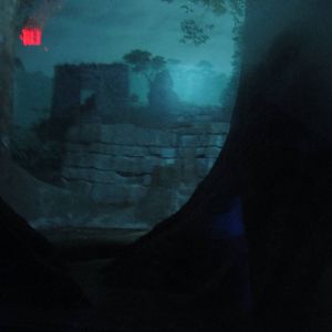 Jul. 2012-Southern Brazilian Ocelot exhibit (middle viewing)