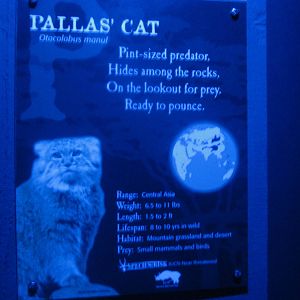 Jul. 2012-Pallas' Cat sign