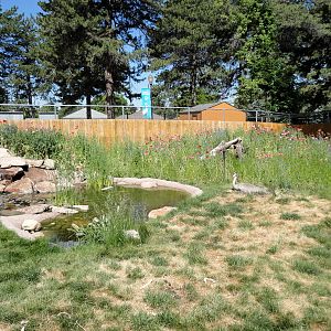 Sandhill Crane Exhibit