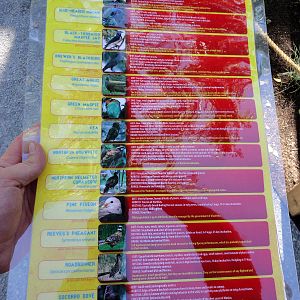 Rare Birds Graphic Card