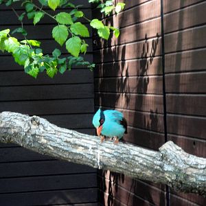 Rare Birds Exhibit - Green Magpie