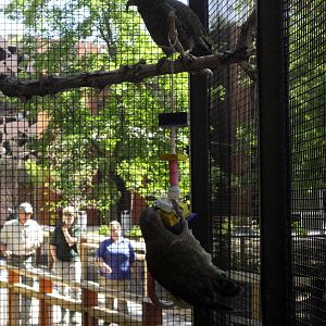 Rare Birds Exhibit - Keas