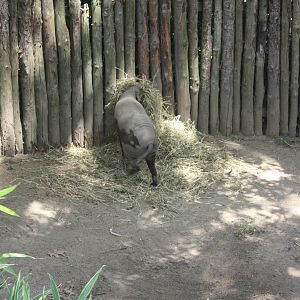 Australasia- Babirusa Playing With Straw