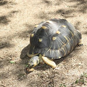 Australasia- Radiated Tortoise