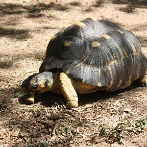 Australasia- Radiated Tortoise Eating