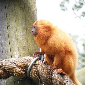 Golden lion tamarins